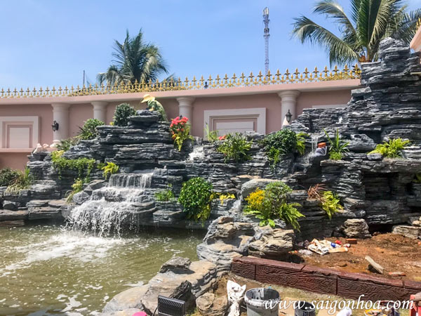 Tổng hợp các loại dương xỉ hot hiện nay