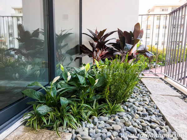 Tổng hợp các loại dương xỉ hot hiện nay