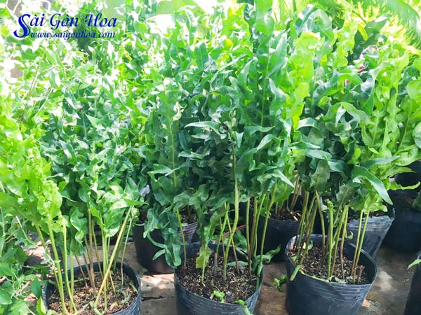 Tổng hợp các loại dương xỉ hot hiện nay