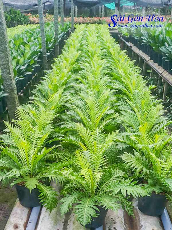 Tổng hợp các loại dương xỉ hot hiện nay