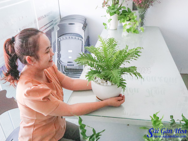 Tổng hợp các loại dương xỉ hot hiện nay