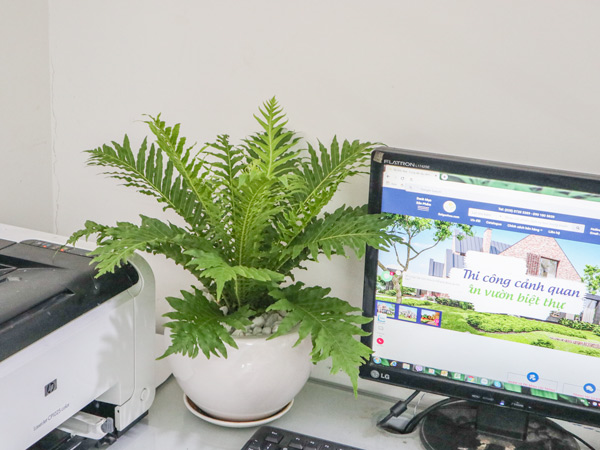 Tổng hợp các loại dương xỉ hot hiện nay