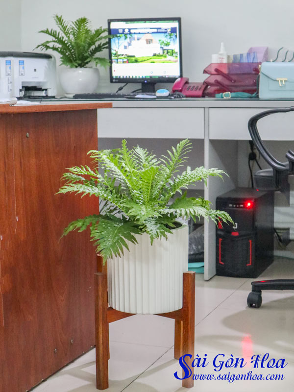 Tổng hợp các loại dương xỉ hot hiện nay