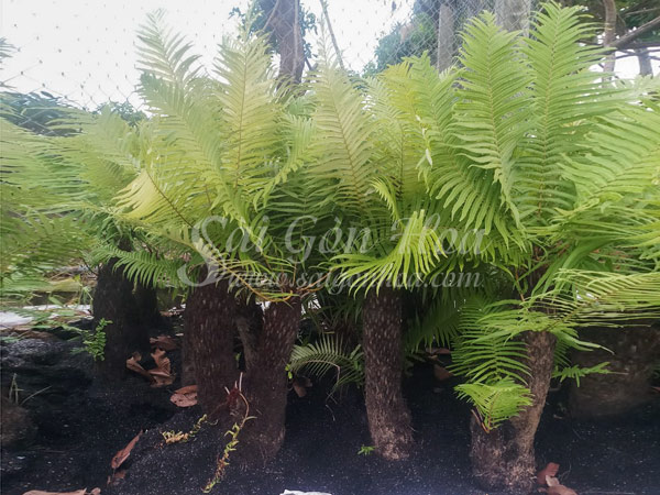 Tổng hợp các loại dương xỉ hot hiện nay