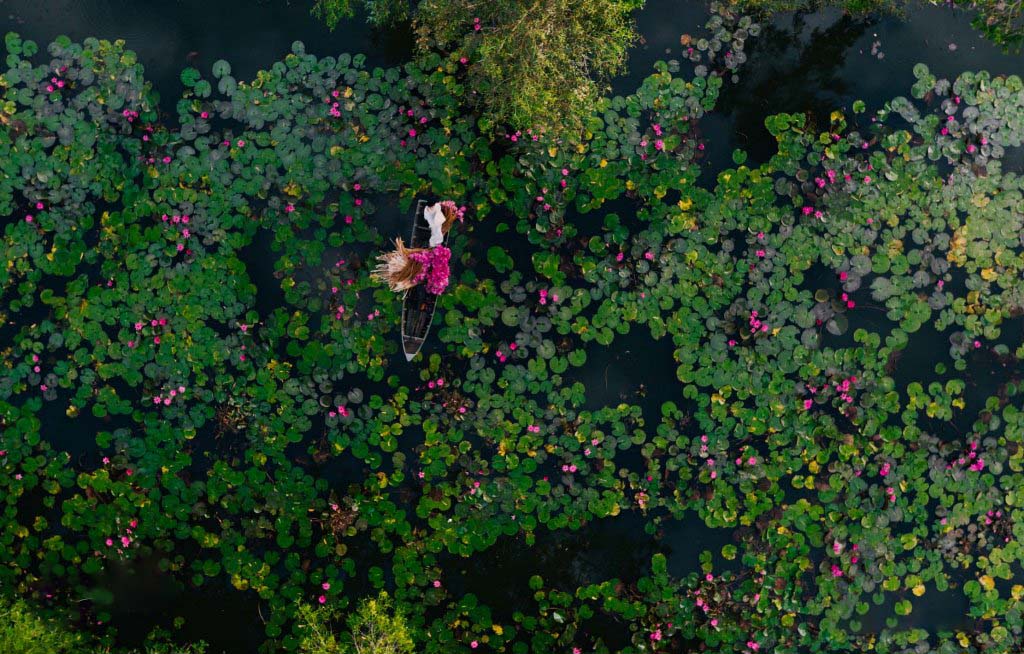 Cảnh đẹp Việt Nam đầm sen