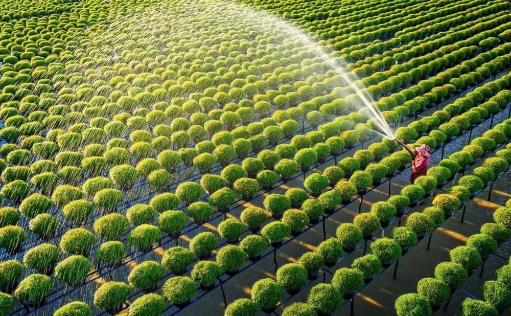 Diện tích nông nghiệp hữu cơ tăng lên khoảng 240.000 hecta vào năm 2022