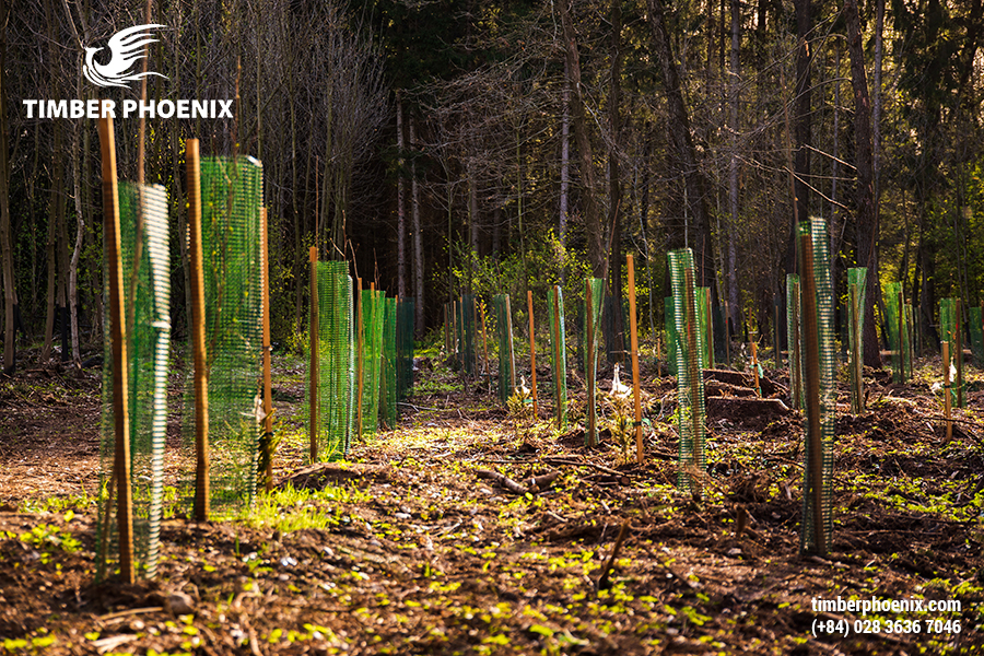 Cách phân loại rừng của Việt Nam? Nước ta có những loại rừng nào?