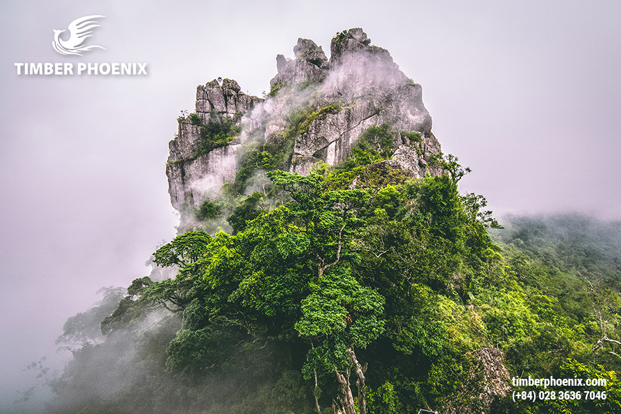 Cách phân loại rừng của Việt Nam? Nước ta có những loại rừng nào?