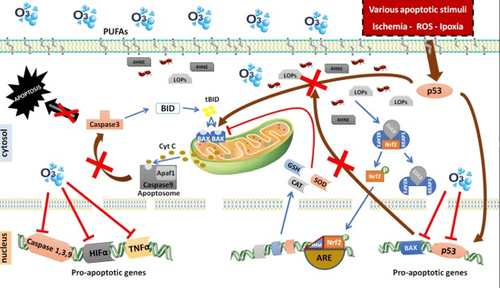 Cơ chế chống oxi hóa nội bào của ozone.