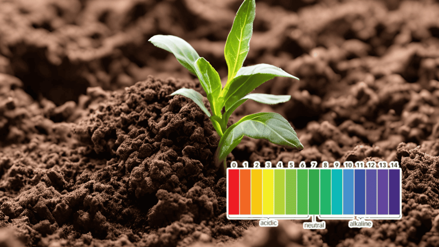 Các loại phân bón làm tăng độ chua của đất