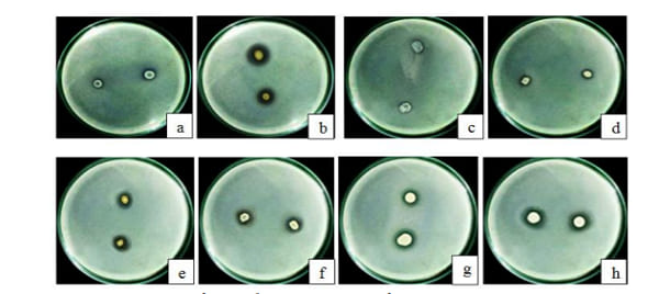 Vi khuẩn phân giải lân giúp hòa tan các khoáng chất photpho
