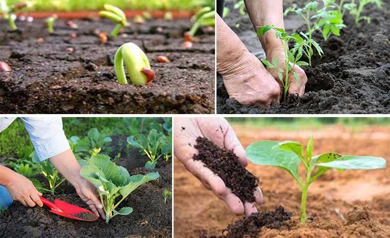 Phân bón vi sinh chuyển hóa lân có tác dụng tốt cho cây trồng và đất