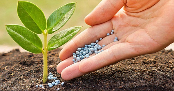 Phân bón vi sinh vật chuyển hóa lân và những điều mà bạn cần biết