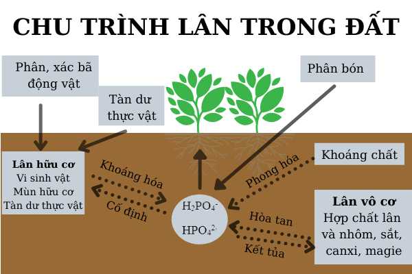Quy trình chuyển hóa lân được diễn ra tự nhiên trong đất