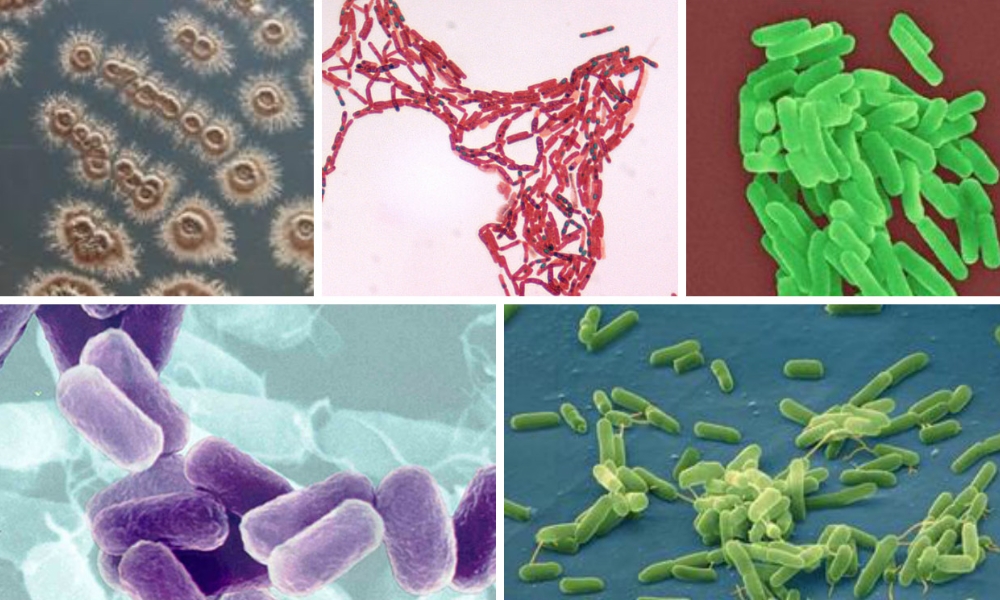Một số loại vi sinh vật ứng dụng làm phân vi sinh