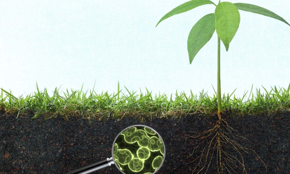 Phân bón vi sinh là gì? Vai trò và cách dùng phân bón vi sinh