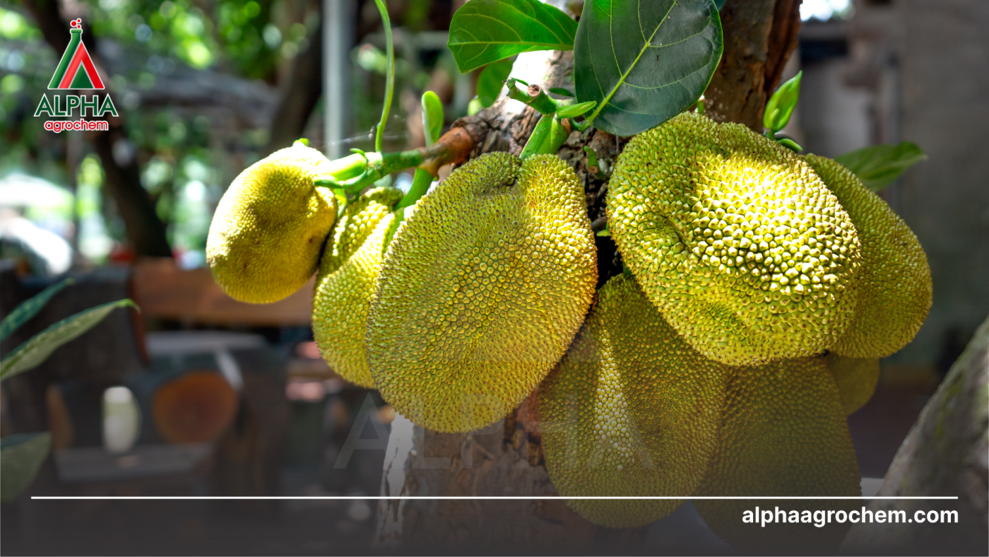 PHÒNG TRỪ SÂU BỆNH CHO MÍT THÁI HIỆU QUẢ, AN TOÀN