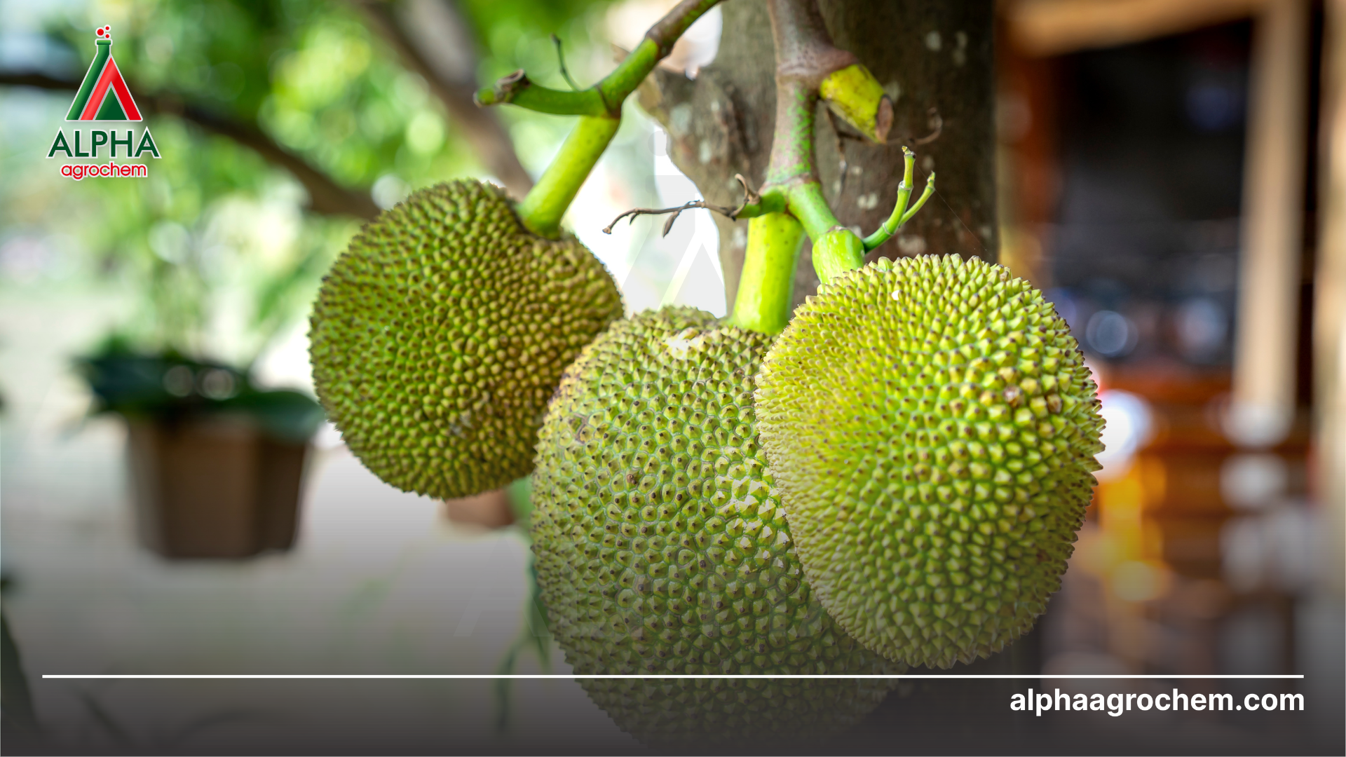 Phòng trừ sâu bệnh hại mít thái