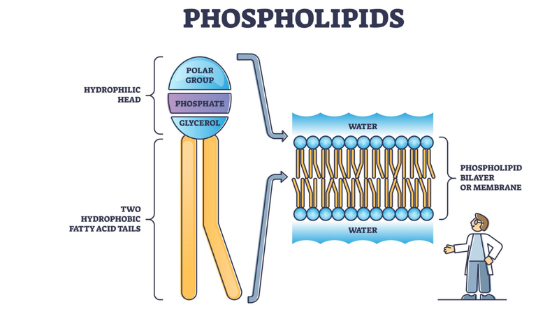 Phospholipids là gì? Công dụng, cách dùng và lưu ý