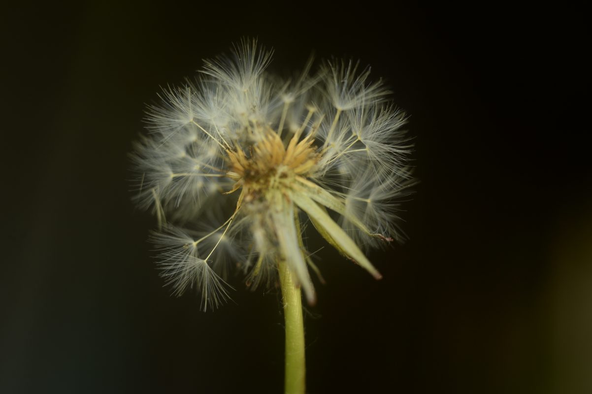 How to focus stack in Photoshop CS6 for tack-sharp&nbsp;images