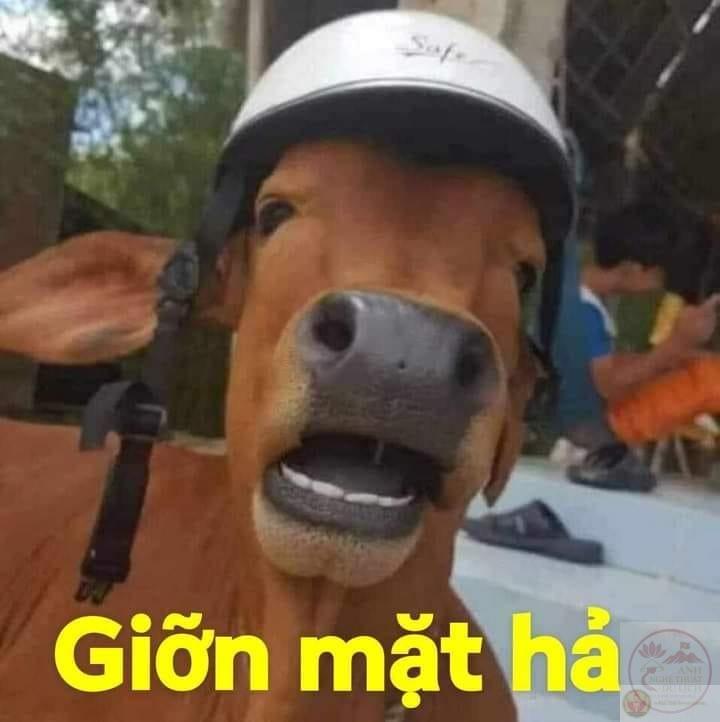 động vật chế ảnh lầy lội