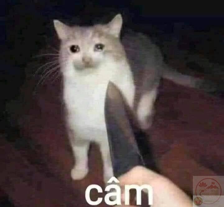 động vật khoảng khắc hài hước