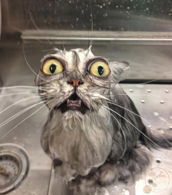 động vật siêu dễ thương