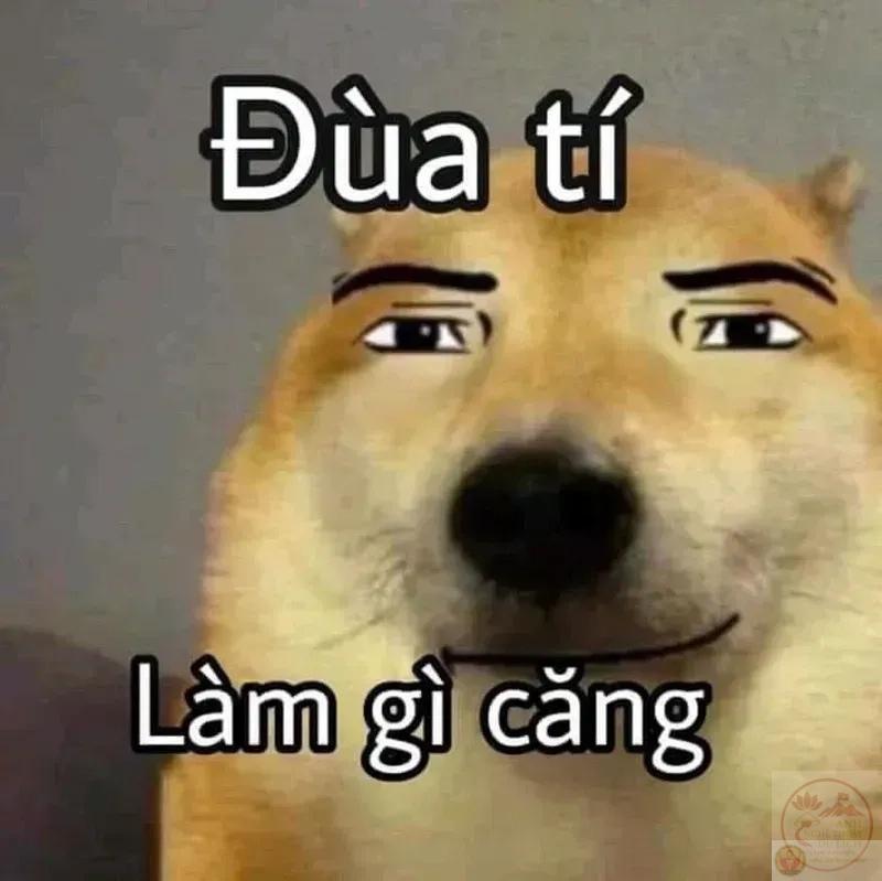 ảnh chế động vật biểu cảm cười xỉu