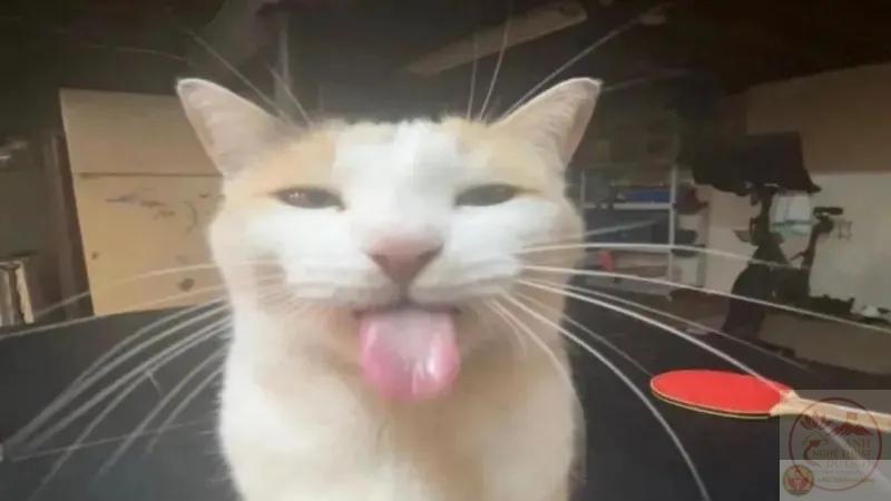 ảnh chế loài vật độc lạ