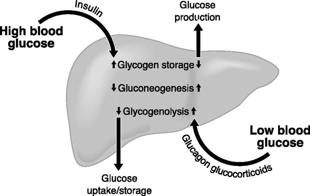 Insulin là gì? Vai trò, tác dụng phụ, lưu ý khi sử dụng theo hướng dẫn của Bộ Y tế