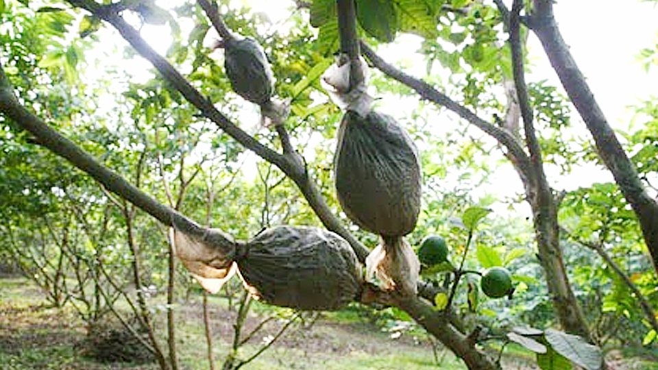 Kỹ thuật nhân giống cây ăn quả bằng phương pháp chiết cành