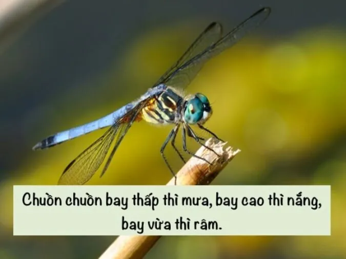 (xong) Giải thích ý nghĩa câu tục ngữ ‘Ráng mỡ gà có nhà thì giữ’ 3