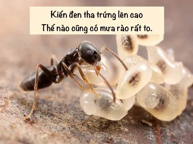 (xong) Giải thích ý nghĩa câu tục ngữ ‘Ráng mỡ gà có nhà thì giữ’ 4