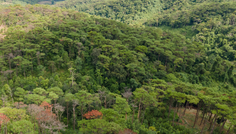 Rừng phòng hộ đóng vai trò thế nào trong phát triển kinh tế-xã hội?