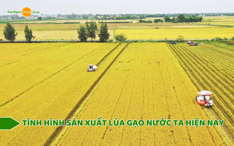 Tình hình sản xuất lúa gạo ở nước ta hiện nay?