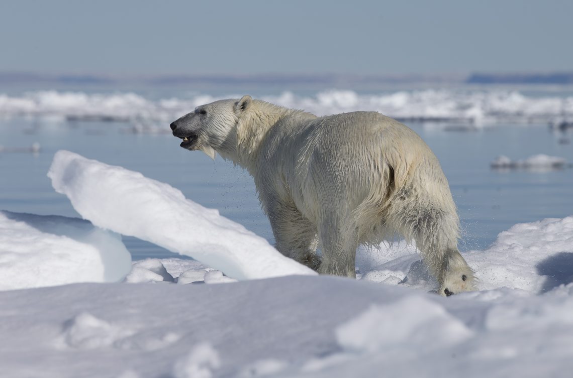 Polar bear researchers try very hard to make good news in Kane Basin sound&nbsp;trivial