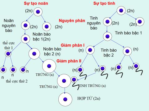 Sinh 9 bài 11: Phát sinh giao tử và thụ tinh