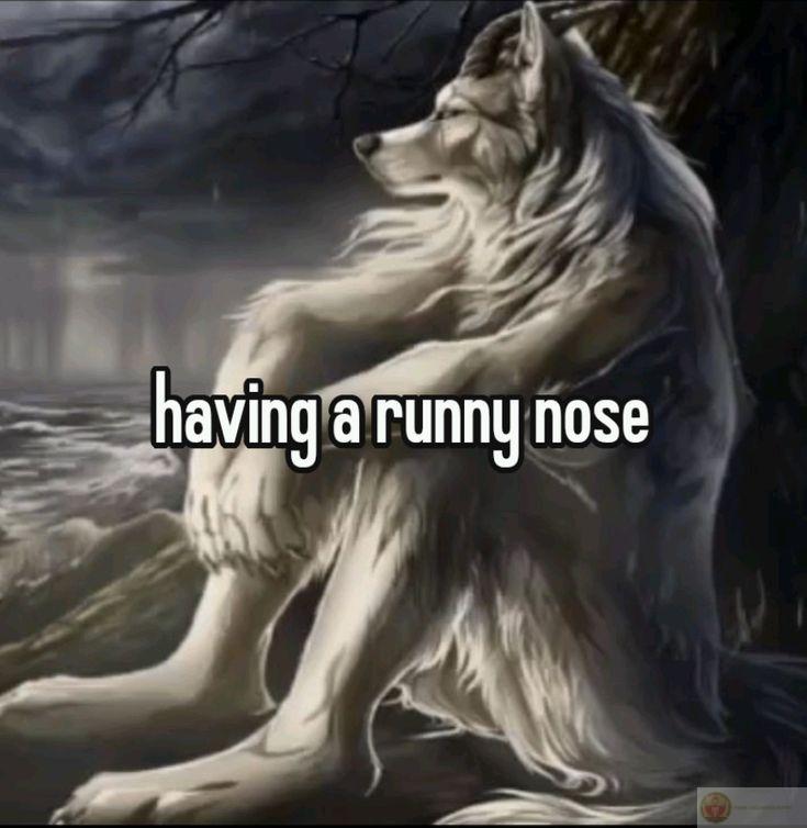 Sói cô độc meme thường được dùng để tạo điểm nhấn thú vị trong câu chuyện