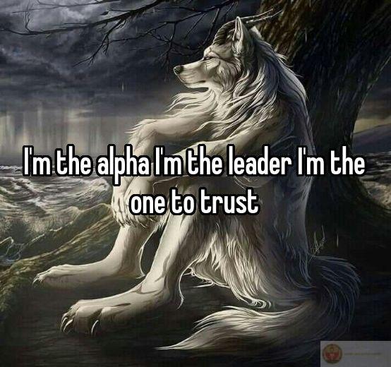 Sói cô độc meme thường được sử dụng để thêm phần hài hước cho hội thoại