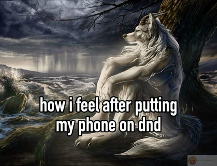 Ảnh chế sói cô độc thường mang lại sự hóm hỉnh nhẹ nhàng và gần gũi