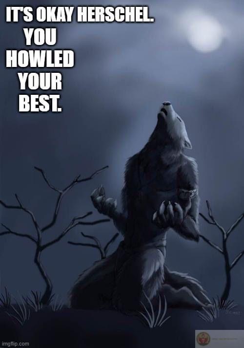 Sói cô độc meme là gì cho thấy cách cộng đồng hiểu và chế biến hài hước