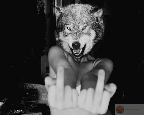 Sói cô độc meme là gì luôn được thảo luận như một phần của văn hóa chế ảnh