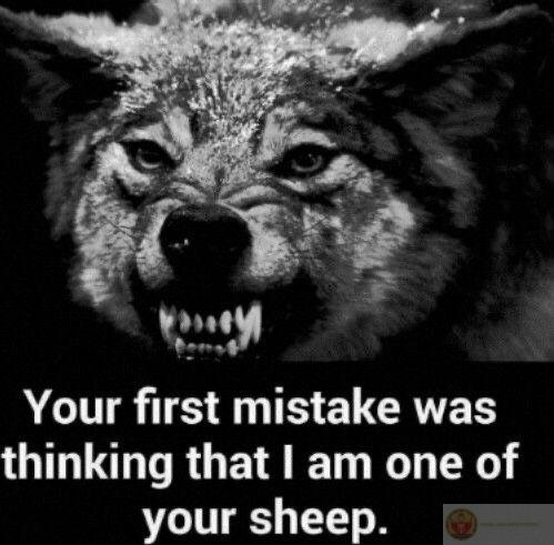 Sói cô độc meme lan truyền mạnh nhờ hình ảnh dữ dằn nhưng nội dung hài hước