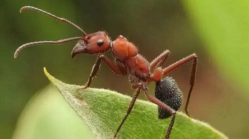 Áp dung các biện phấp canh tác hợp lý