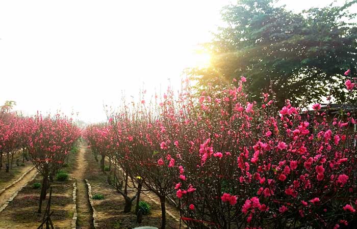 vietnamese-lunar-new-year-cherry-blossom