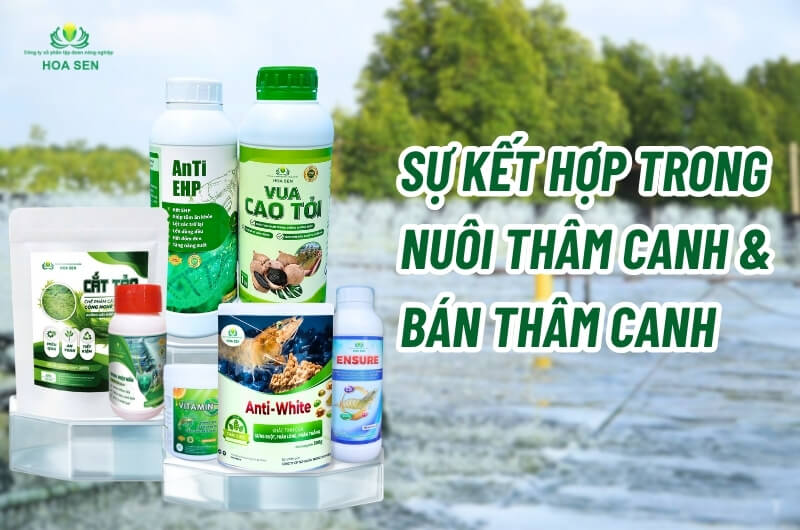 Nuôi thâm canh là gì ? So sánh giữa nuôi thâm canh và bán thâm canh