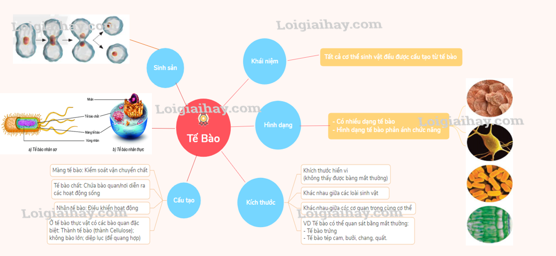 Cấu tạo và chức năng các thành phần của tế bào KHTN 6 Kết nối tri thức với cuộc sống</>
