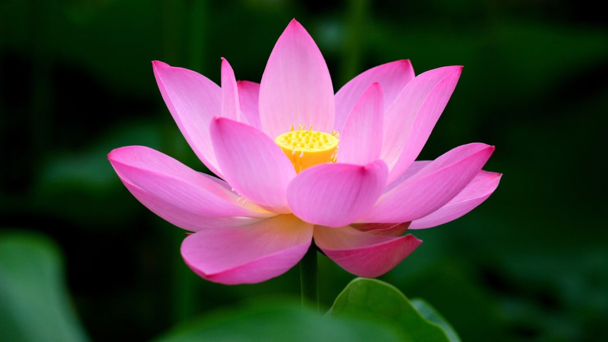 Thơ hay về cuộc sống vô thường