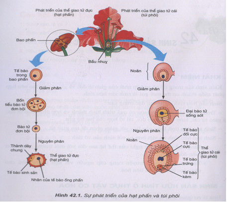 Sinh sản hữu tính ở thực vật