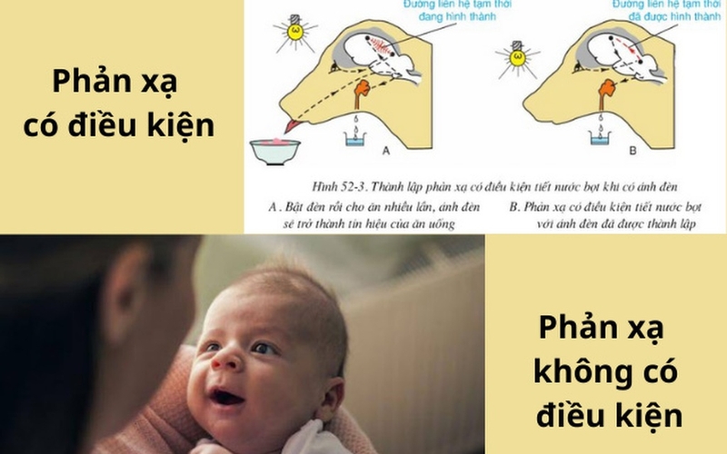 Phản xạ không điều kiện là gì và tại sao nó quan trọng? 4